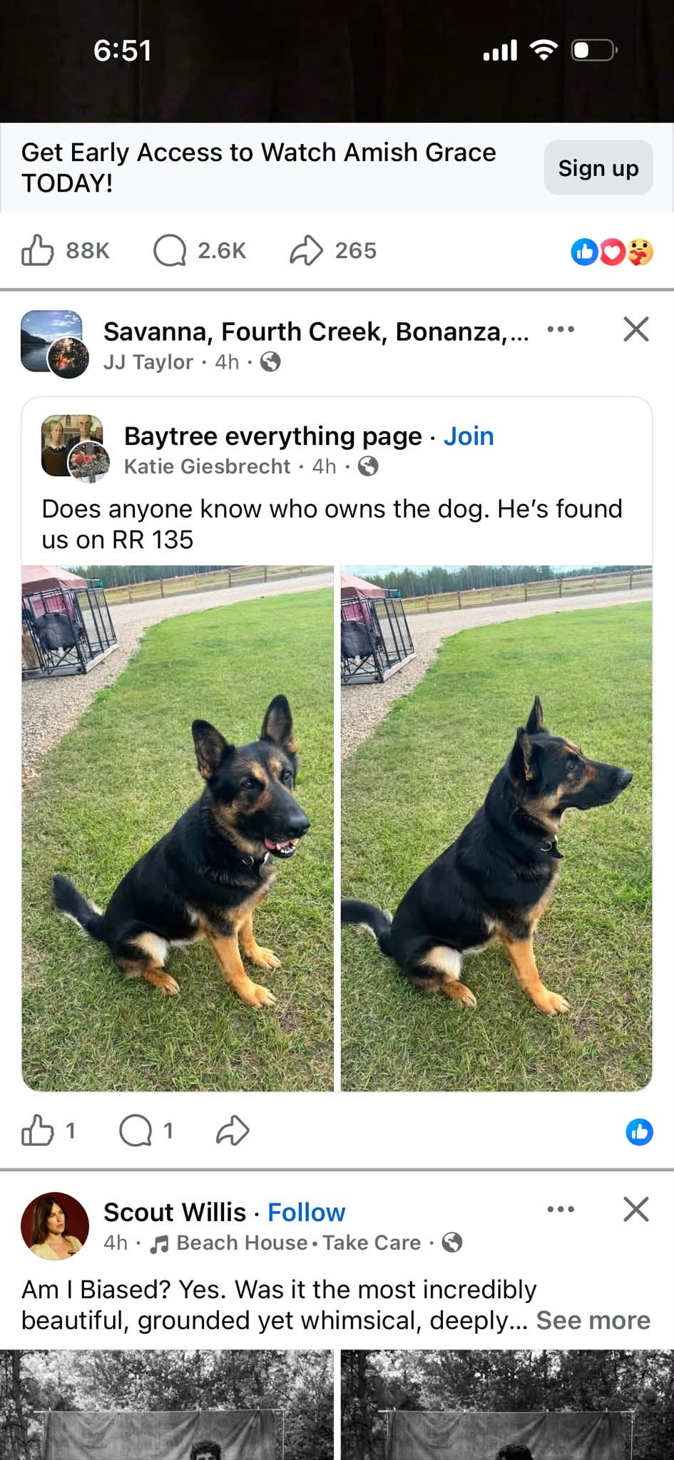 Found Dog in Baytree
