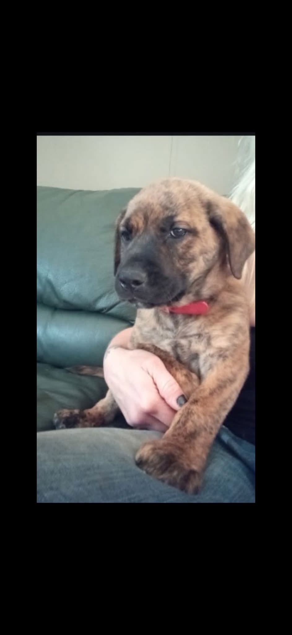 Found dog