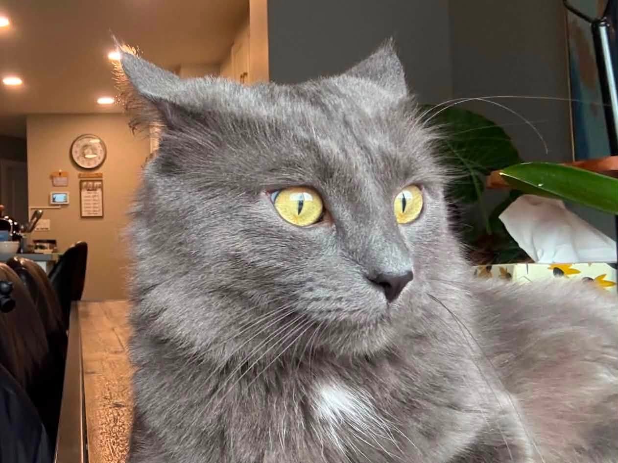 Lost Cat in Maple