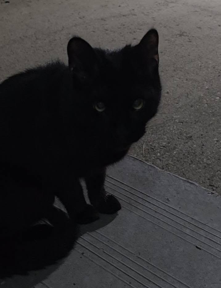Found cat