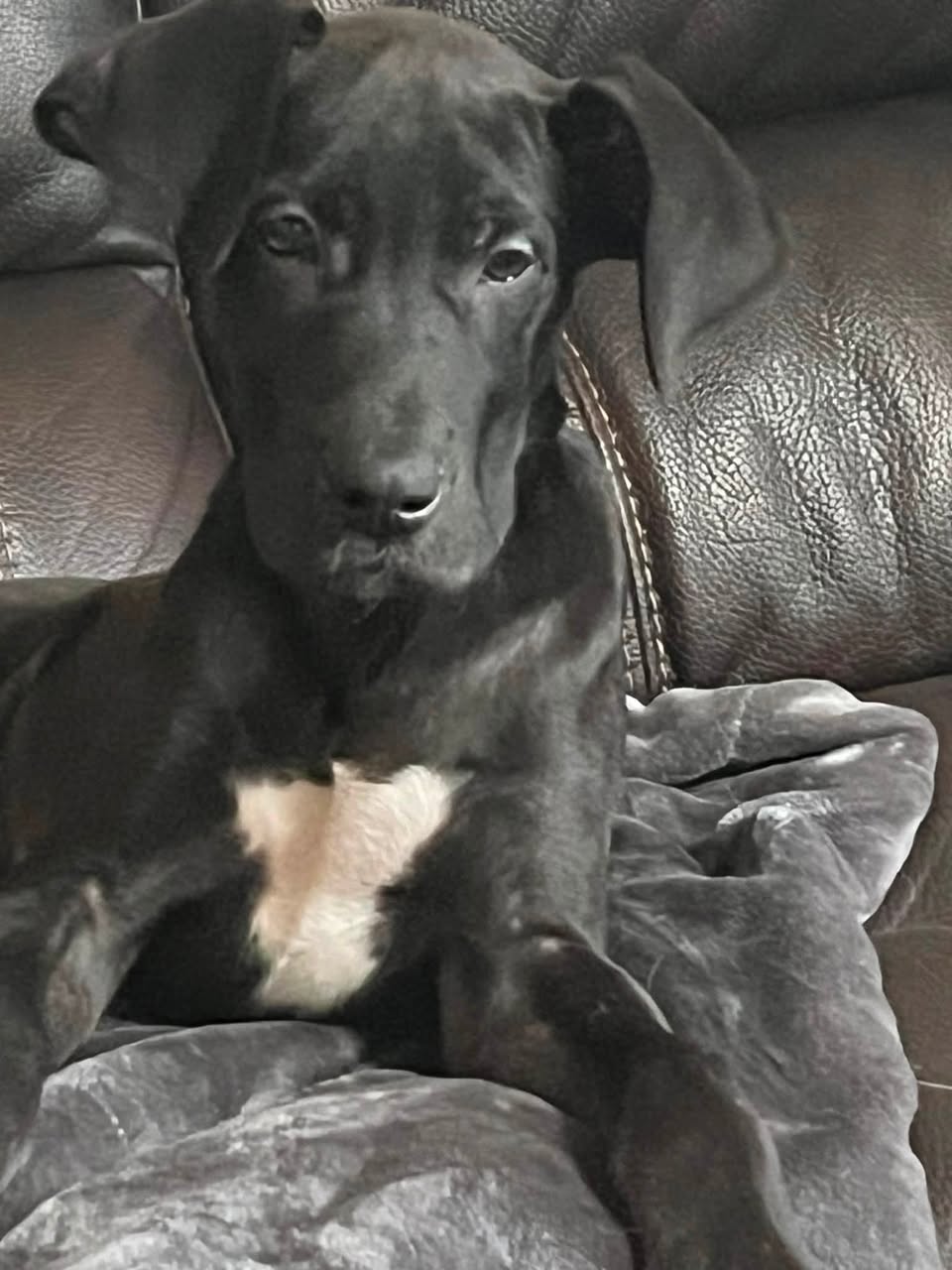 Lost Dog in Alcomdale / Mearns
