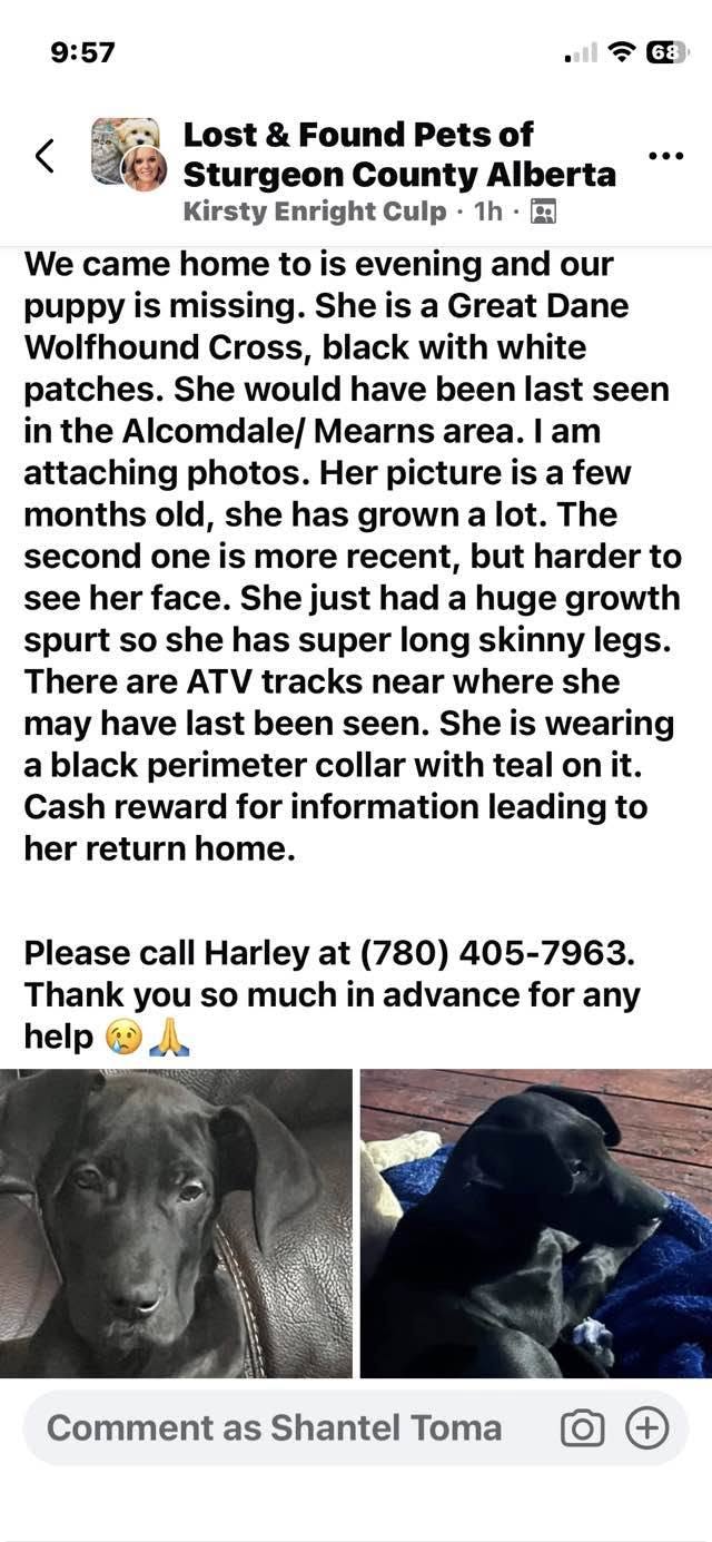 Lost Dog in Sturgeon County