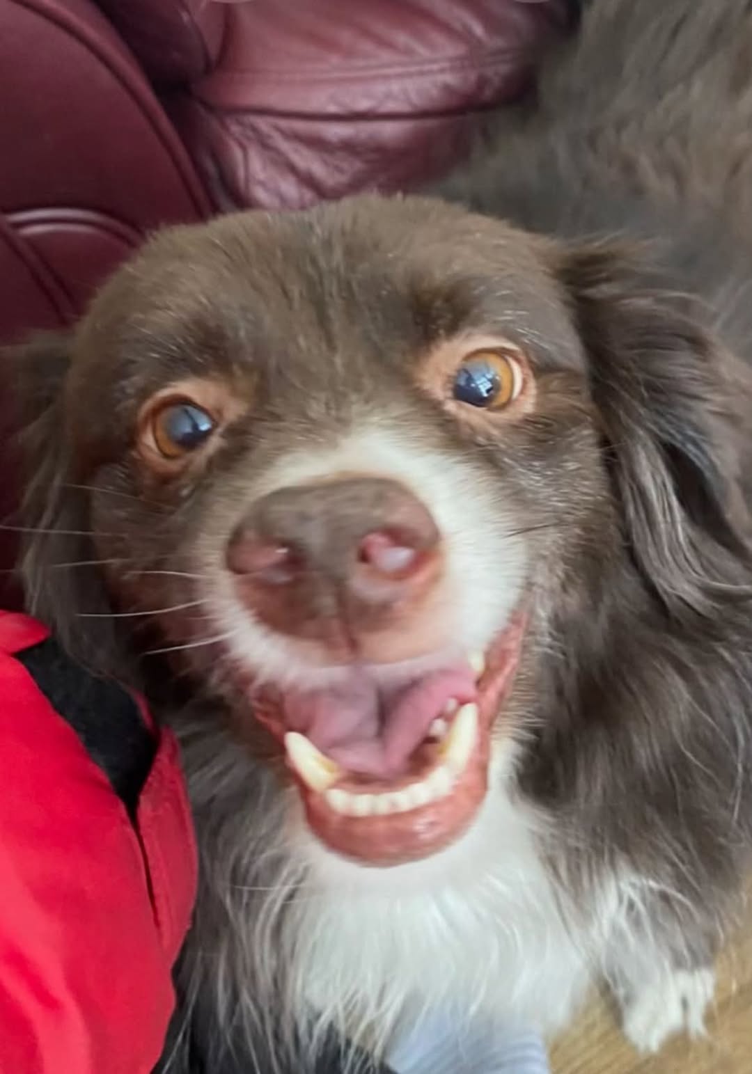 Lost Dog in Edmonton