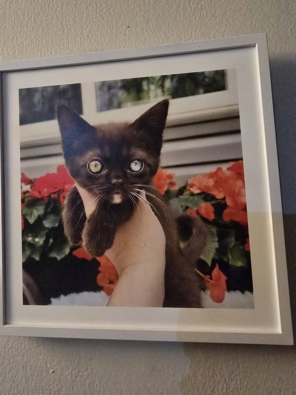 Lost Cat in Edmonton