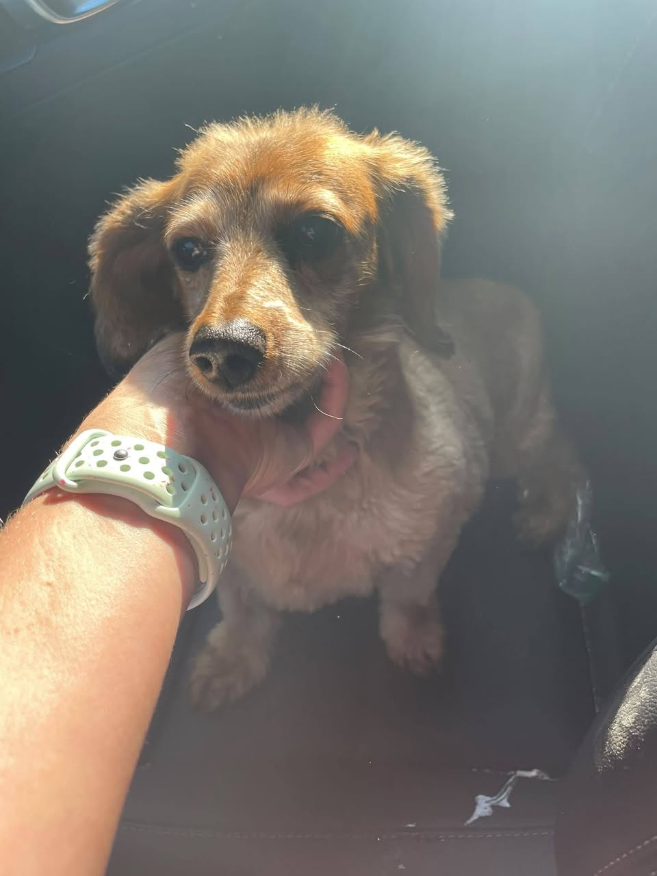 Found dog