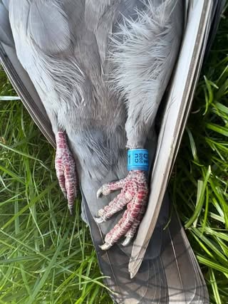 Found bird