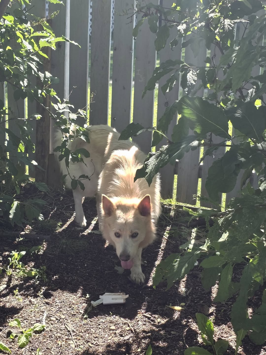 Found dog