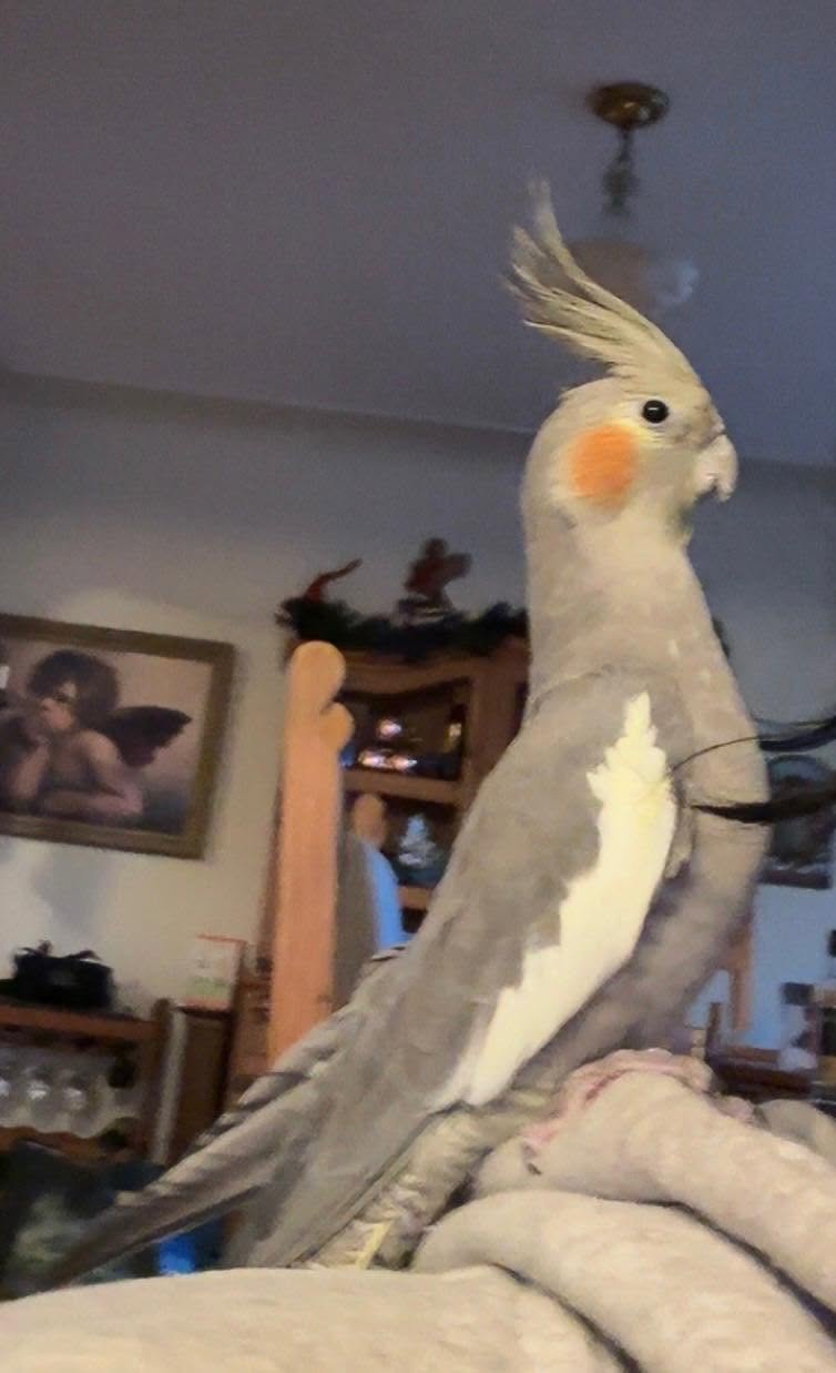 Lost Bird in Highlands