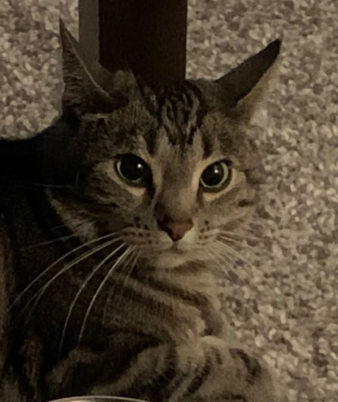 Lost Cat in Ormsby