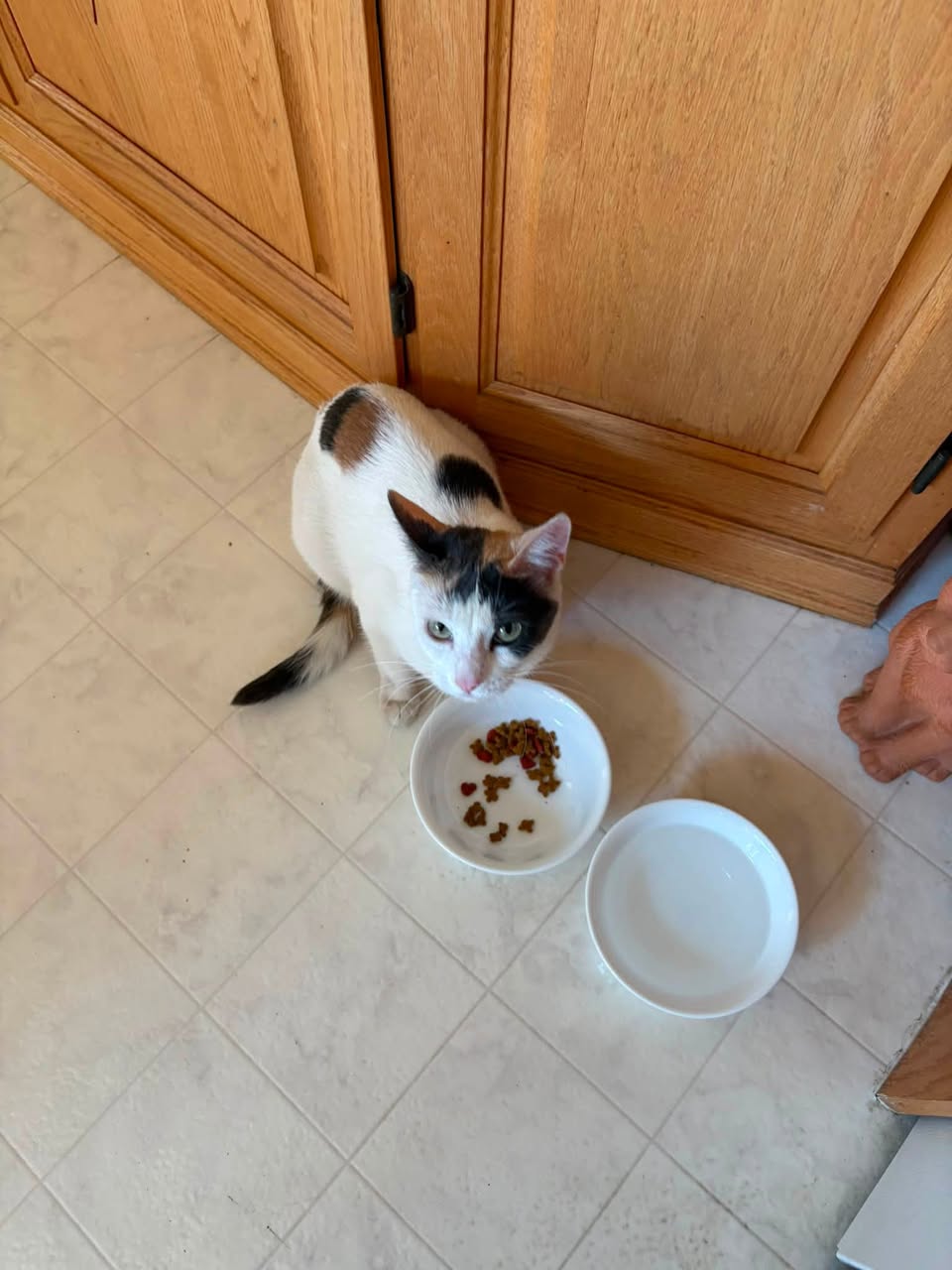 Found cat