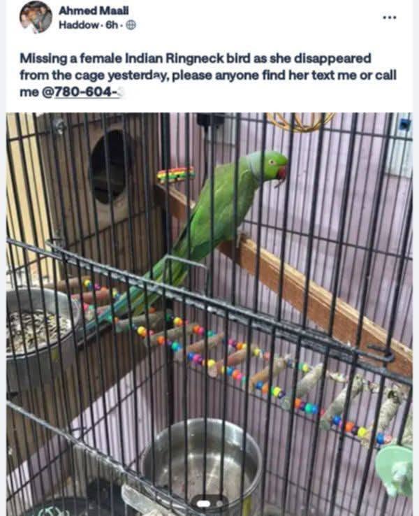Lost bird