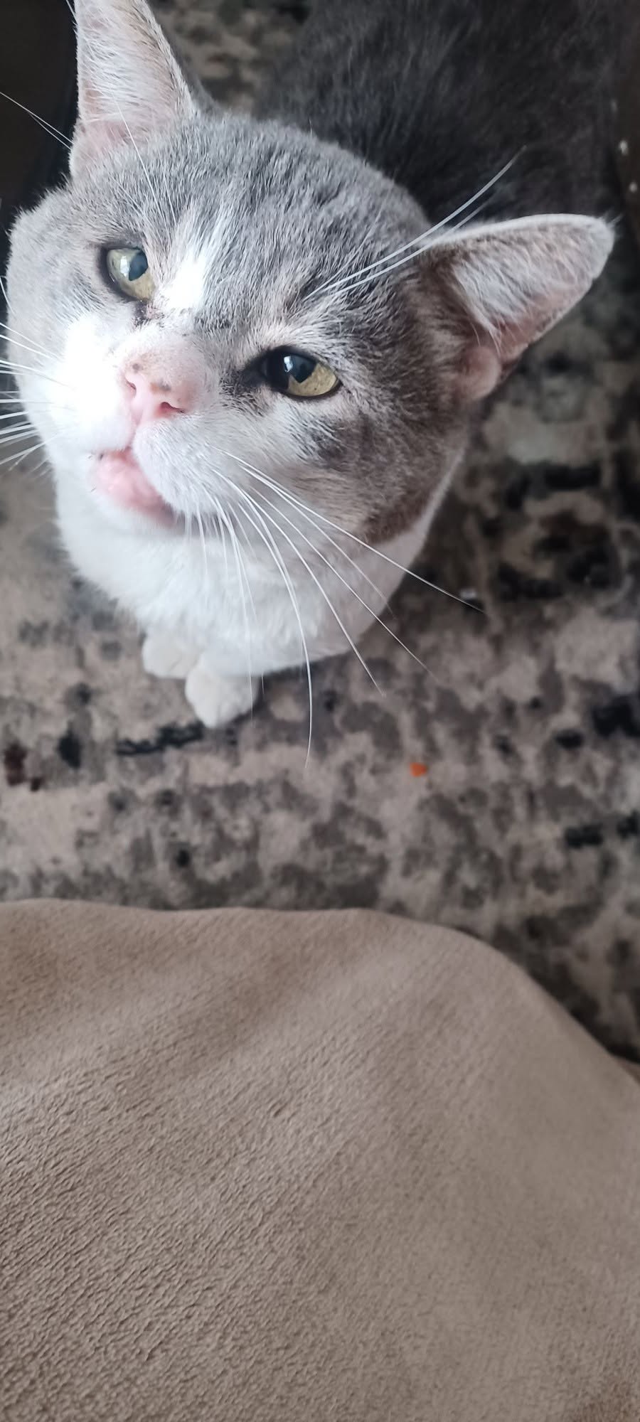 Lost Cat in Montrose