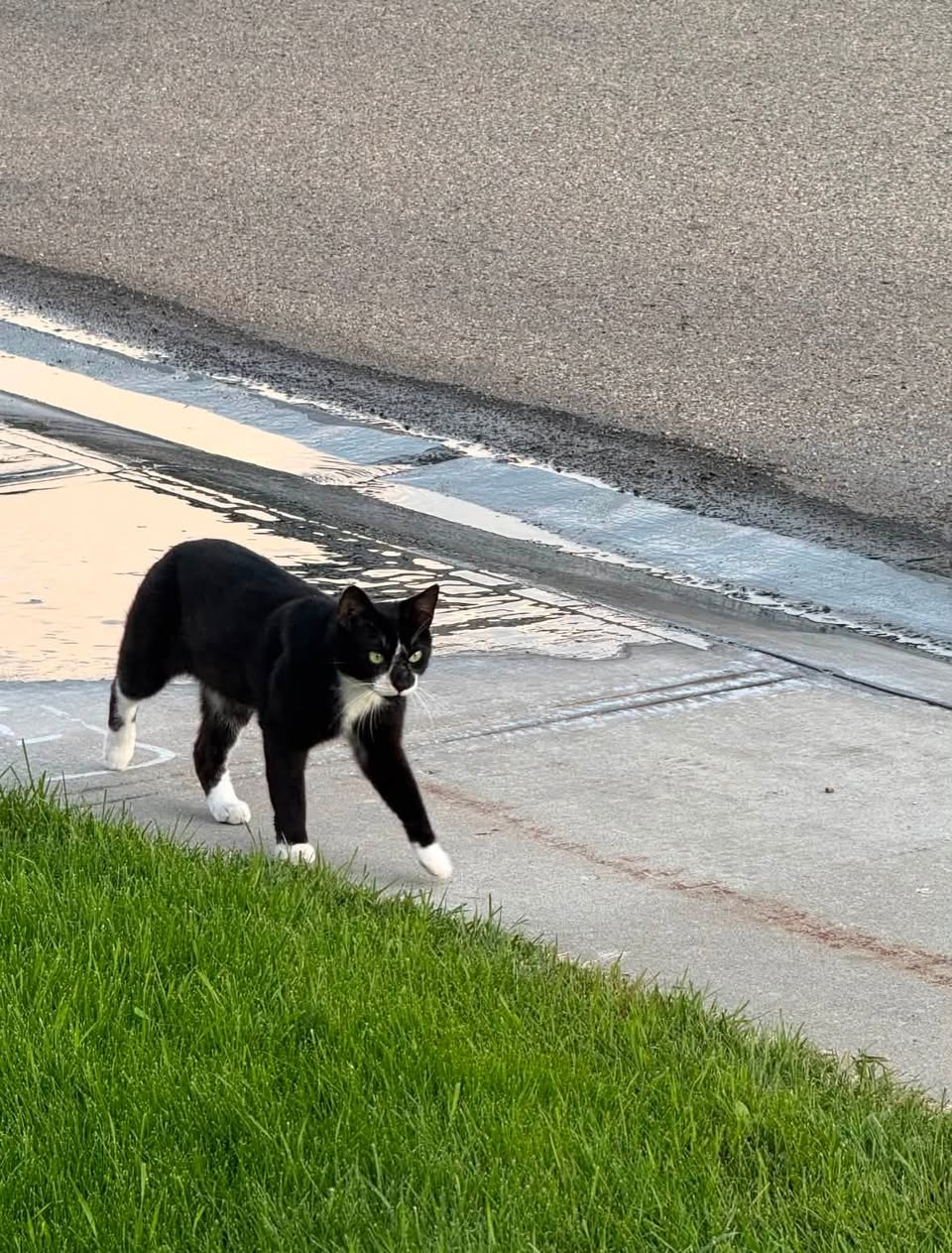 Found cat