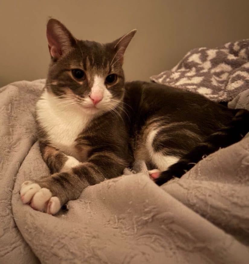 Found cat