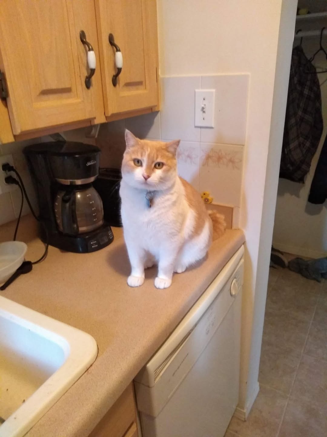 Lost Cat in Edmonton