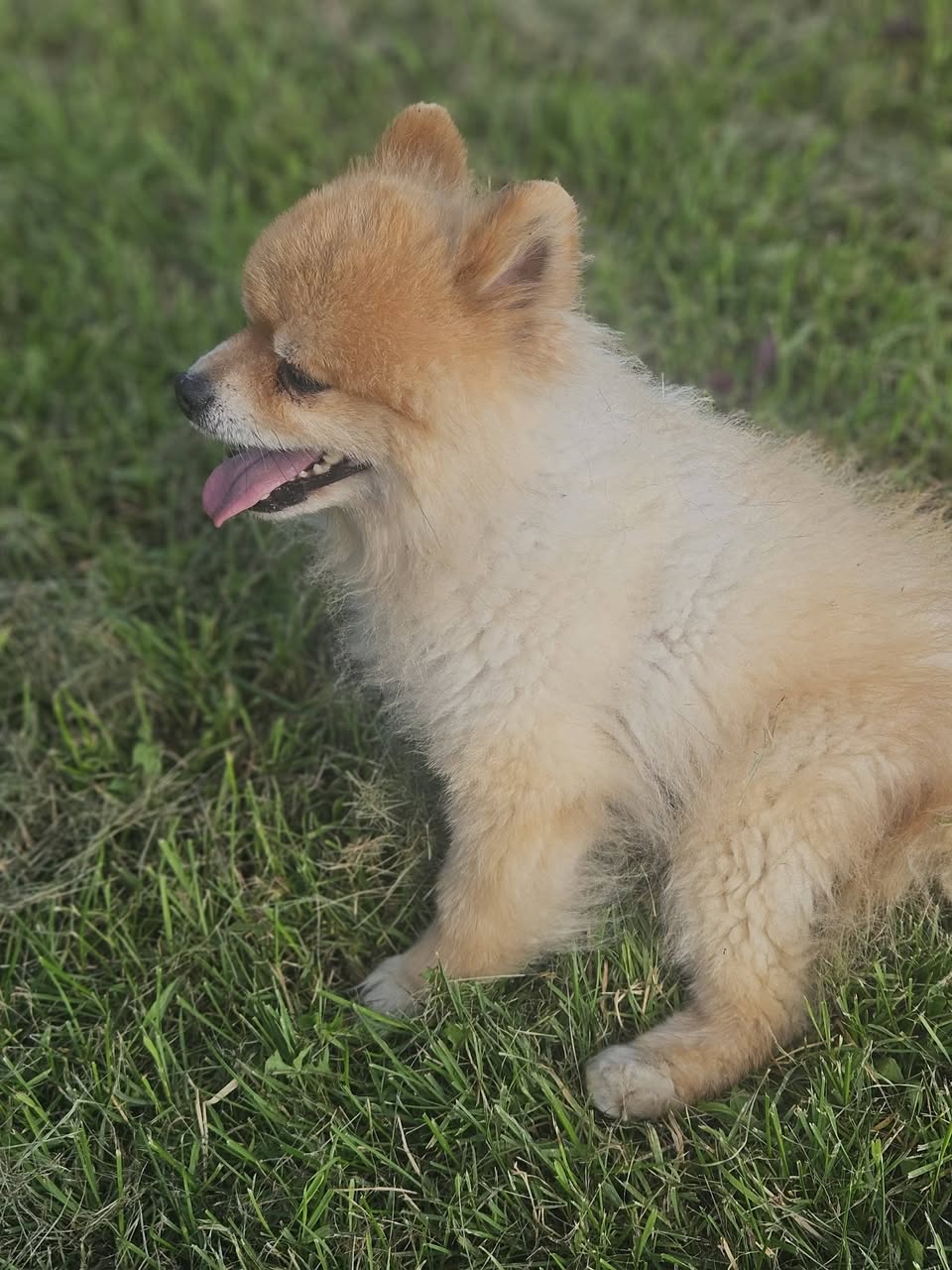 Found dog