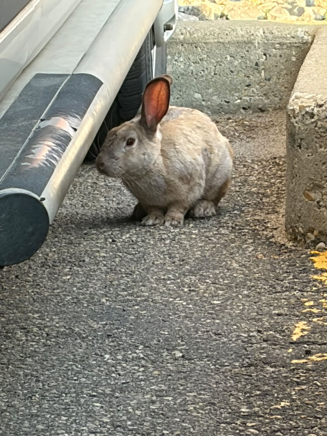 Found rabbit