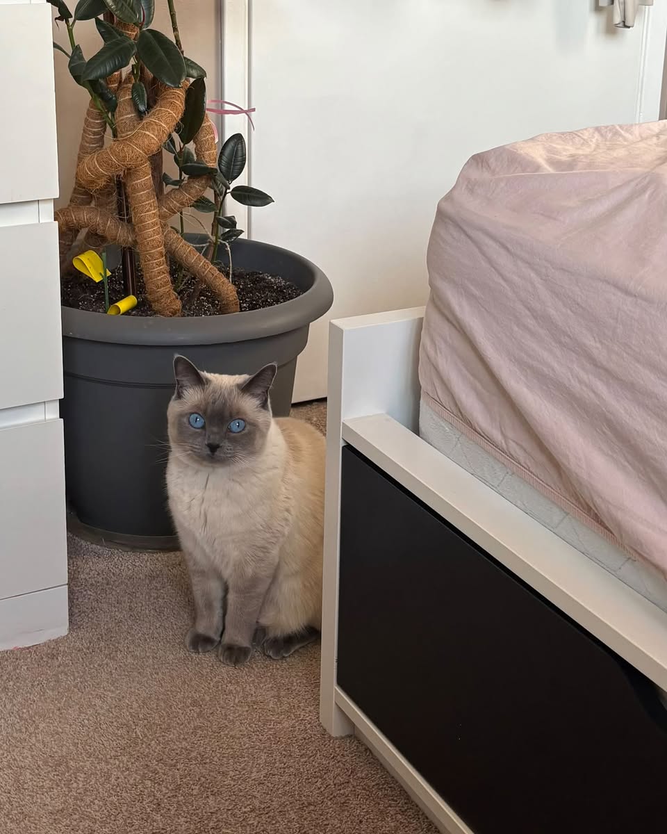 Lost Cat in Mill Woods