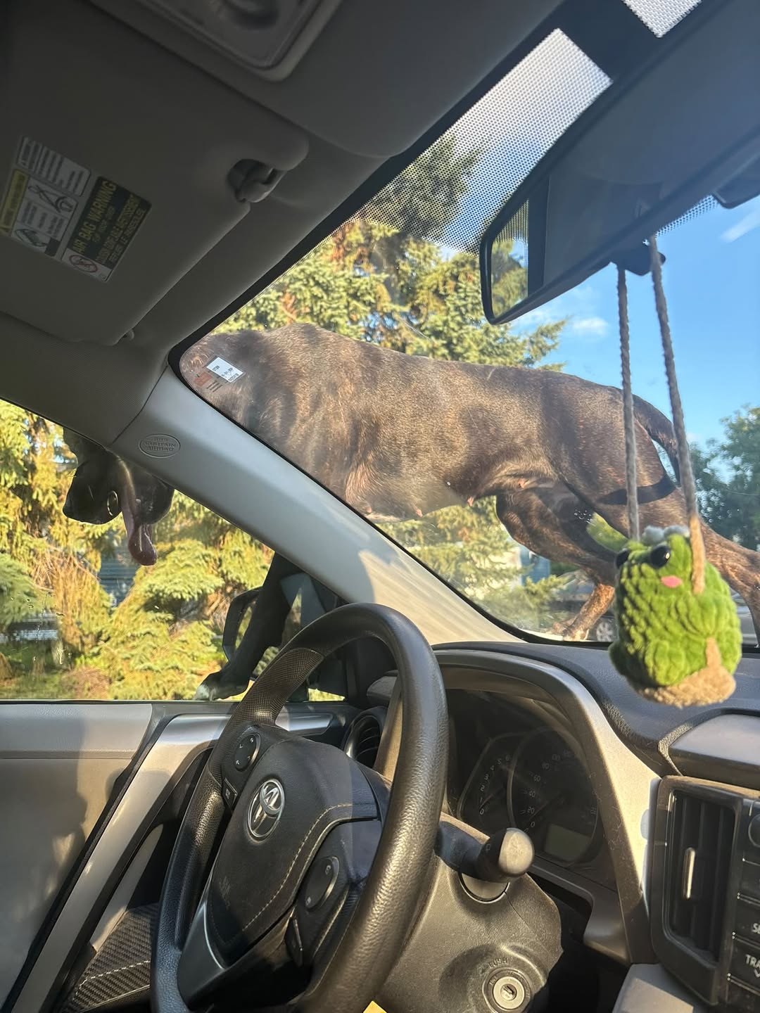 Found dog