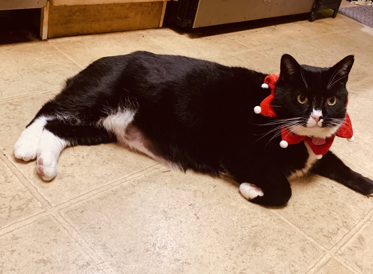Lost cat