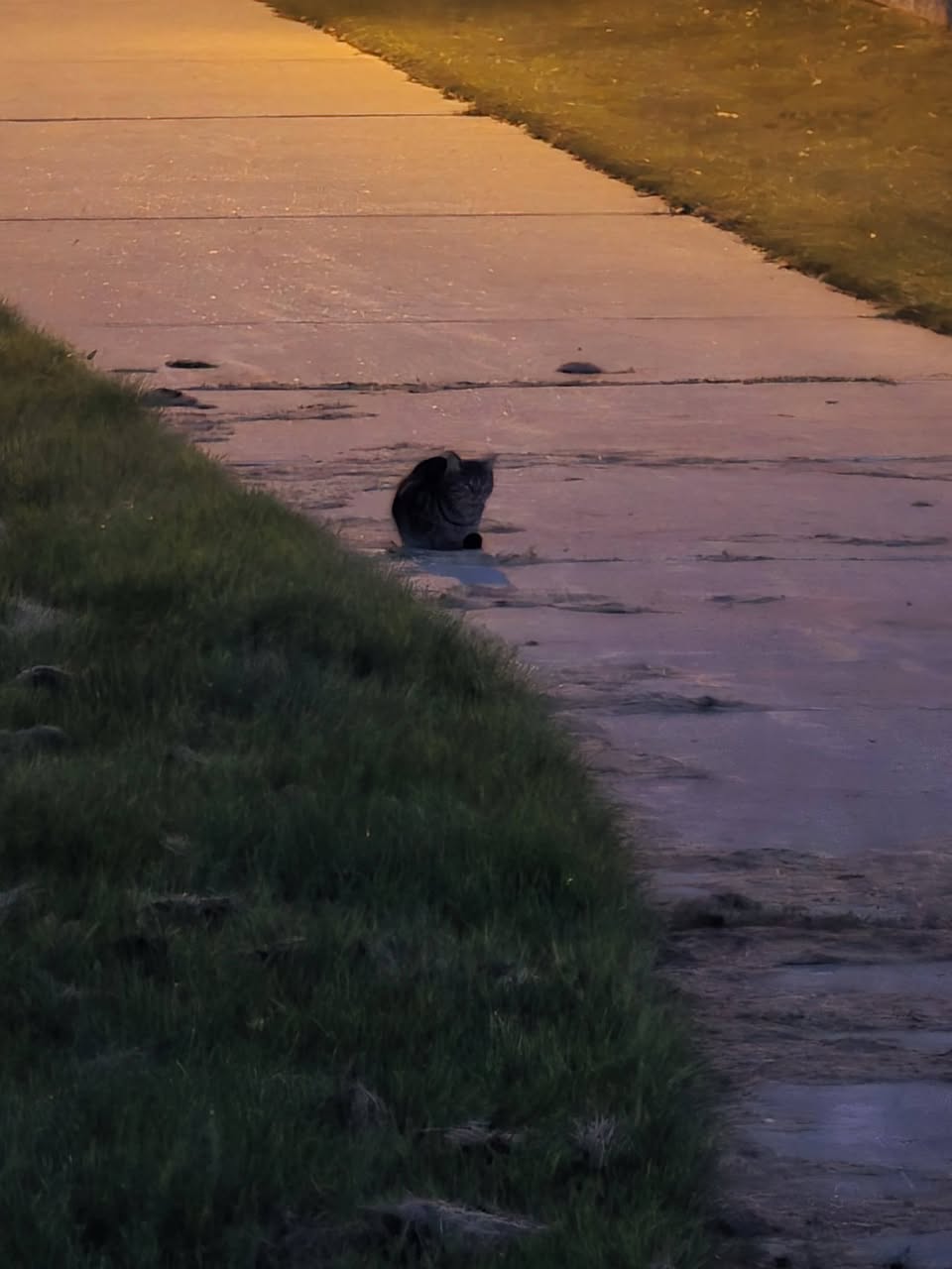 Found cat
