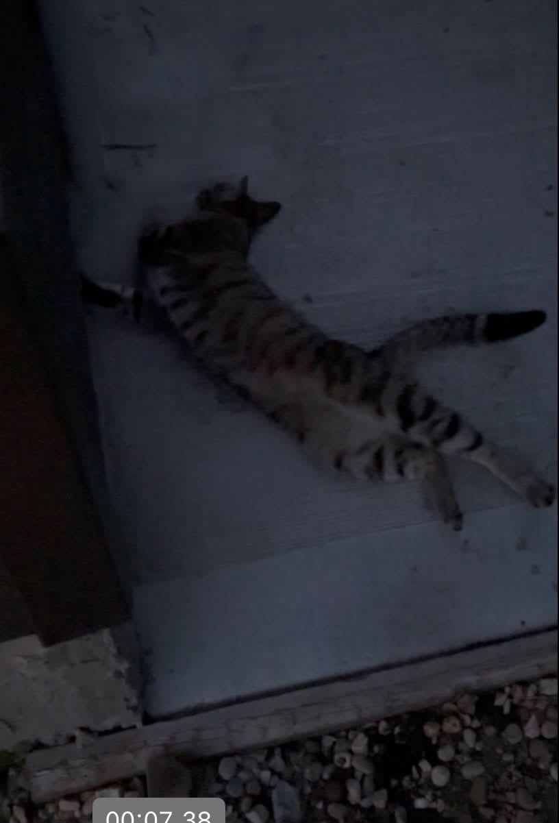 Found cat