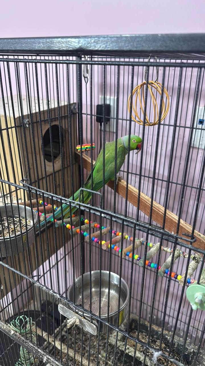 Lost Bird in Edmonton
