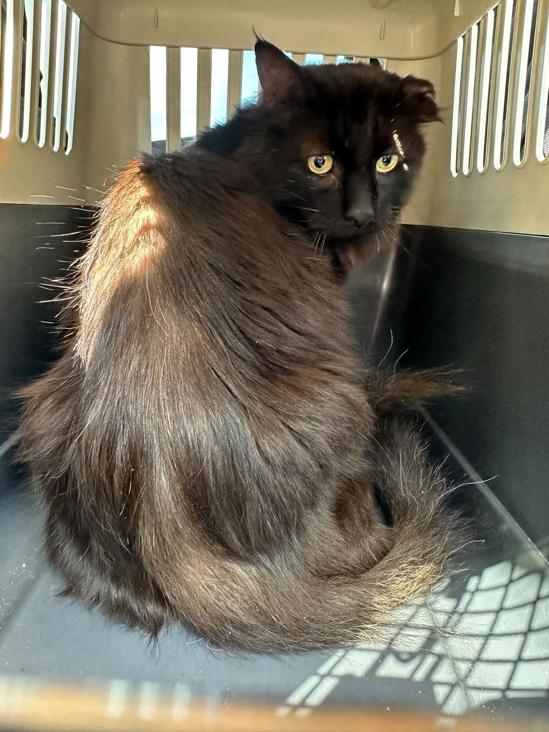 Found cat