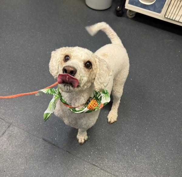 Found dog
