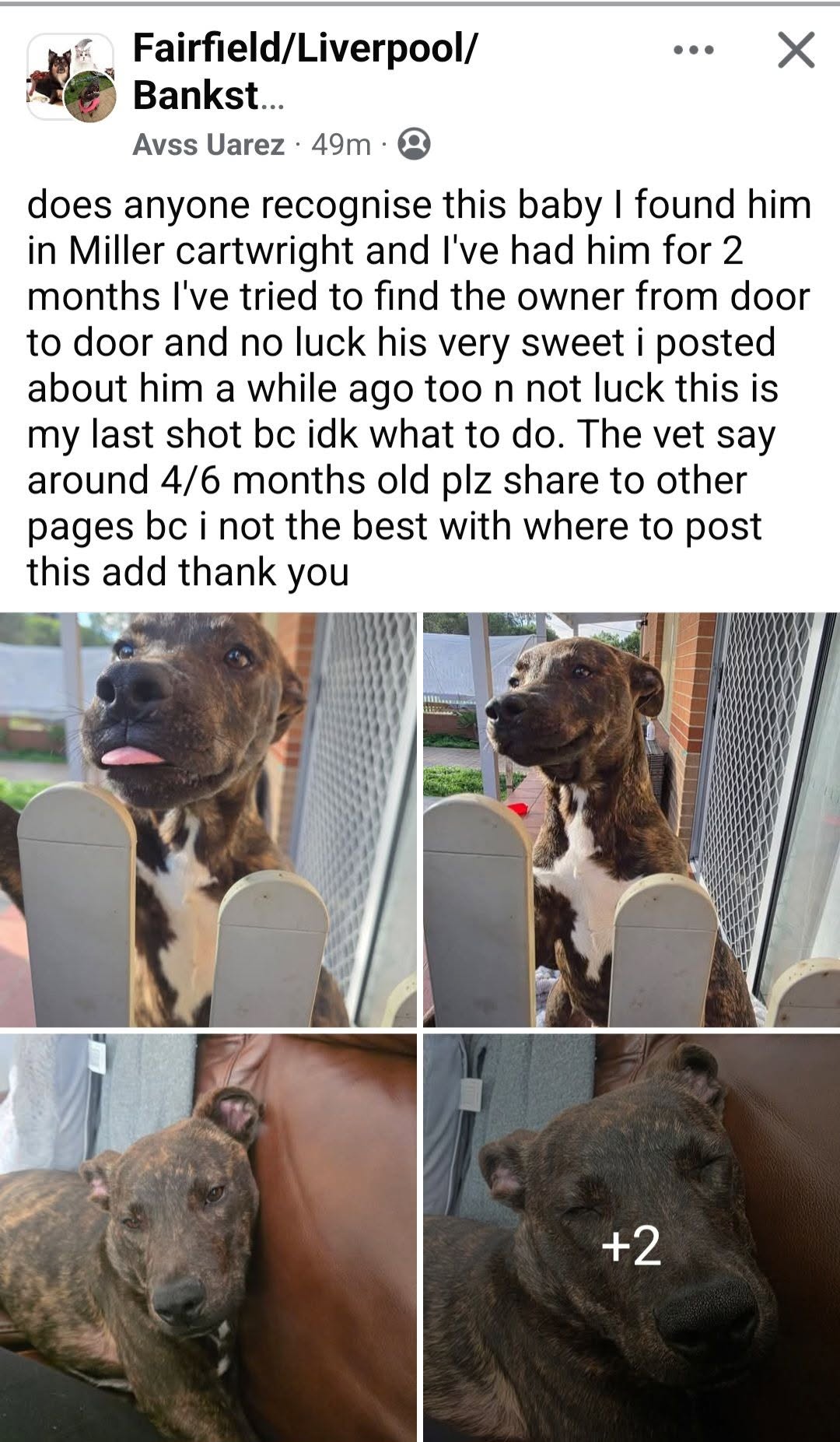 Found dog