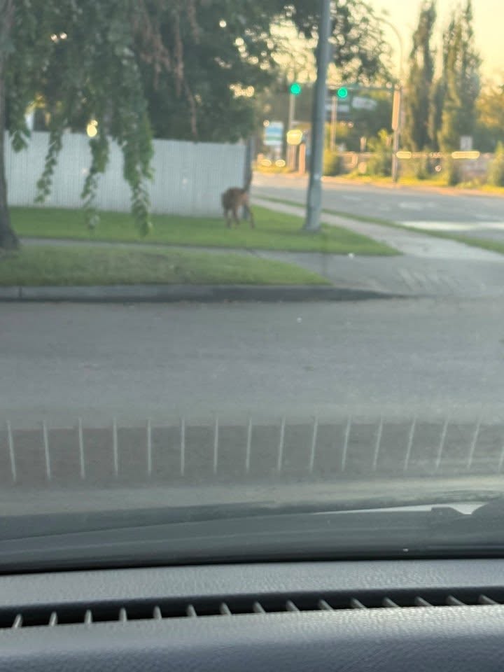 Found dog