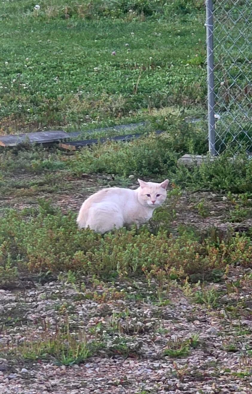 Found Cat in Cherhill