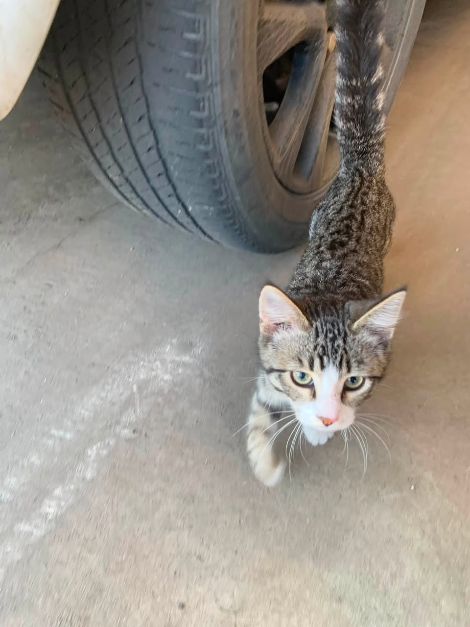 Found cat