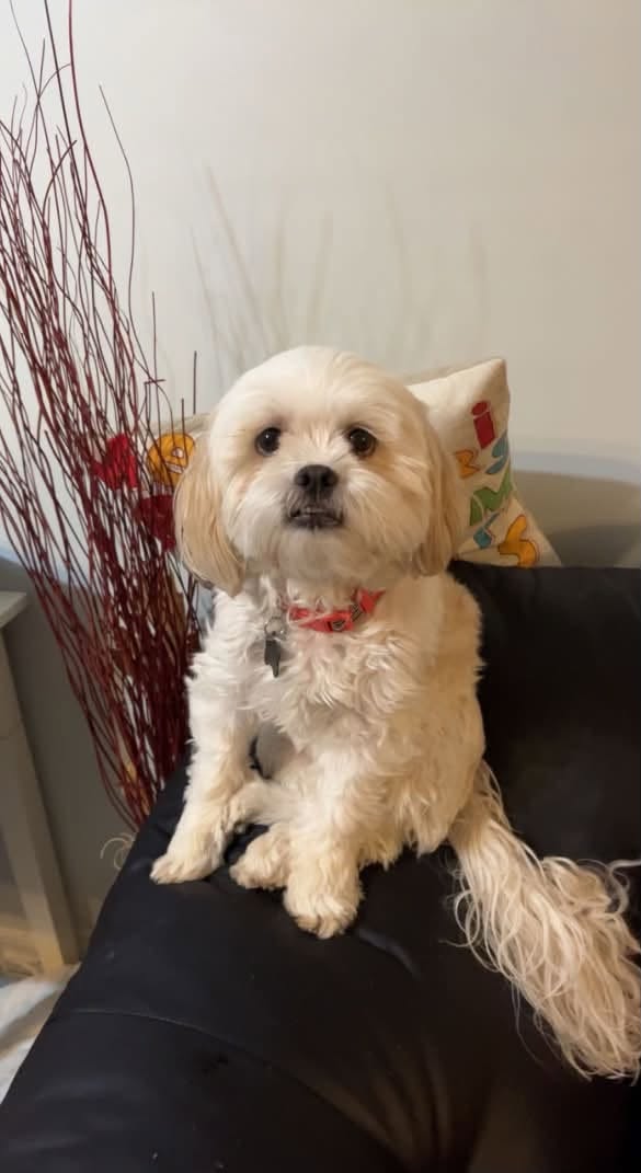 Lost Dog in Summerlea
