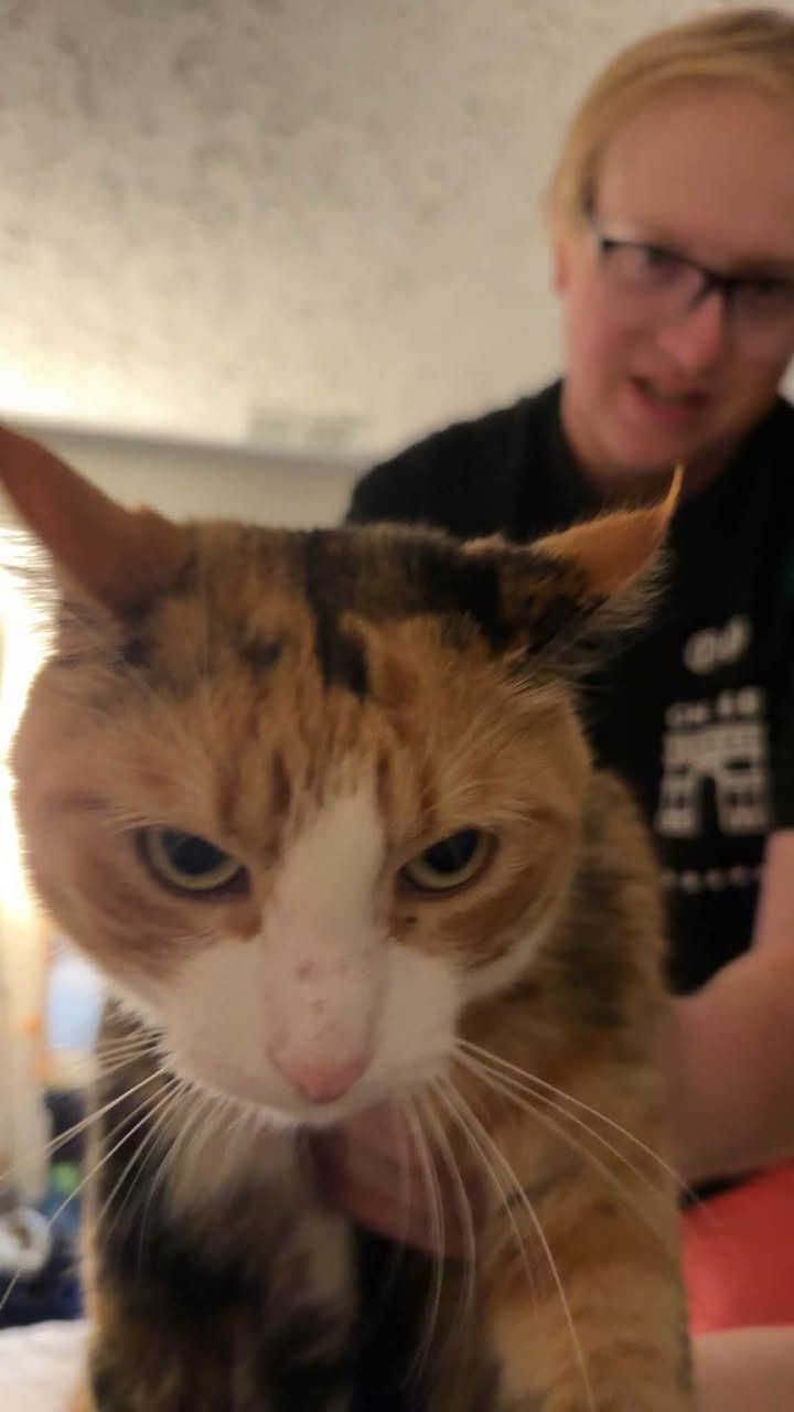 Lost cat