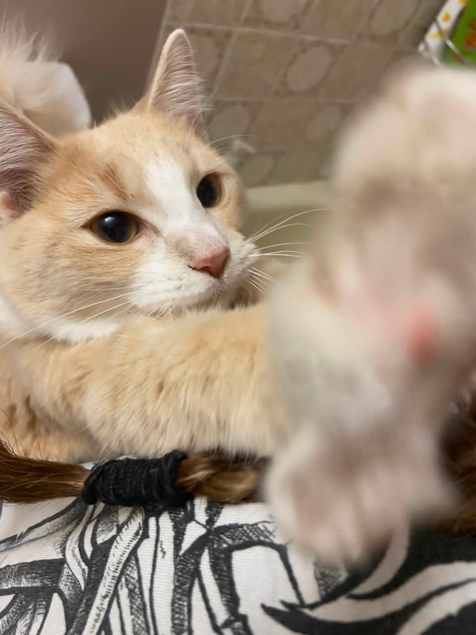 Found cat