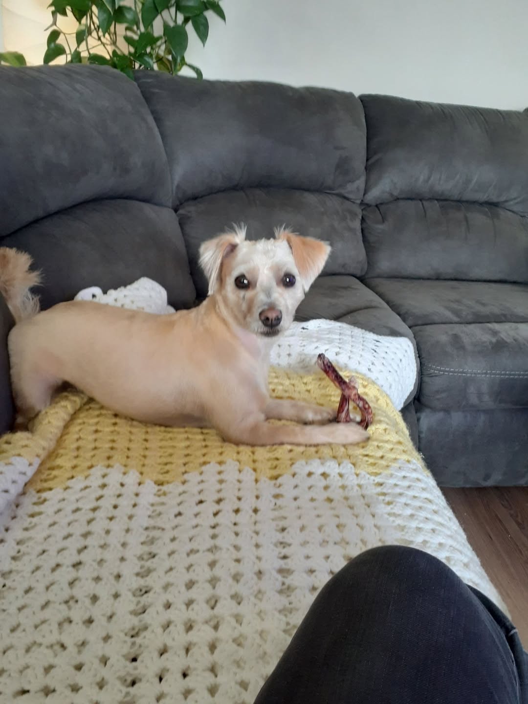 Lost Dog in Edmonton