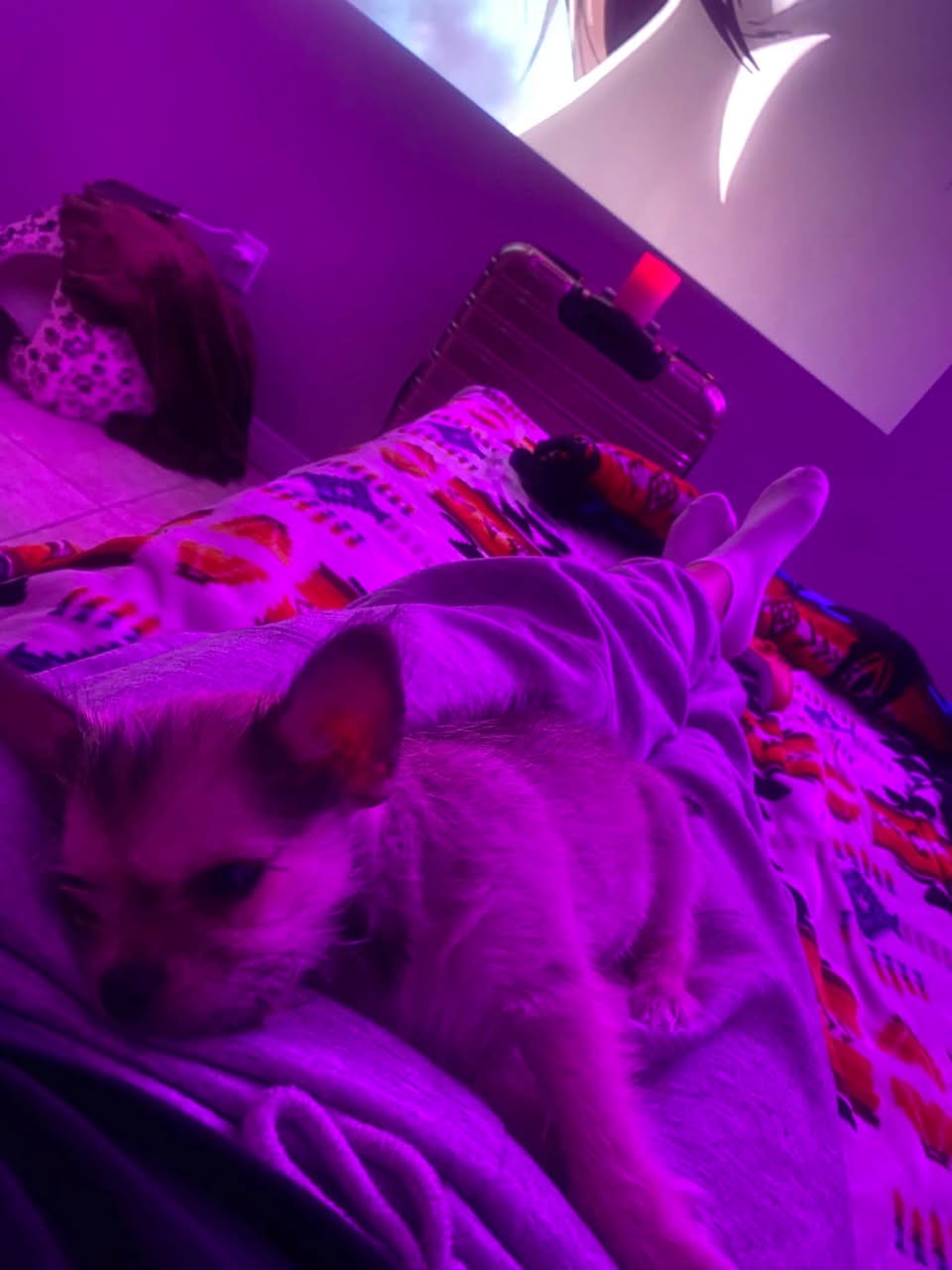 Lost Dog in Callingwood