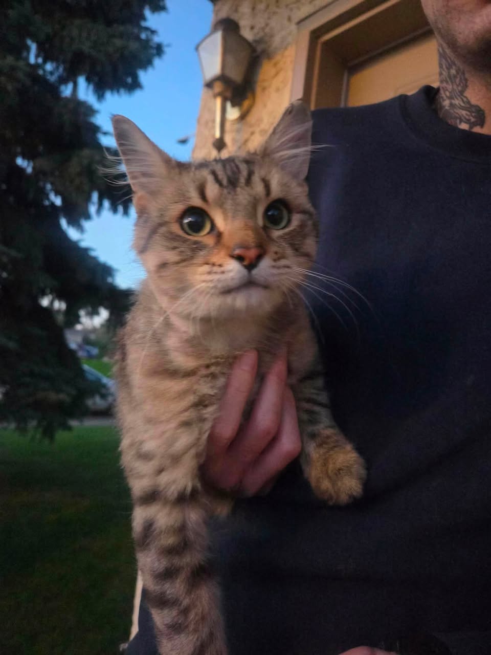Found cat