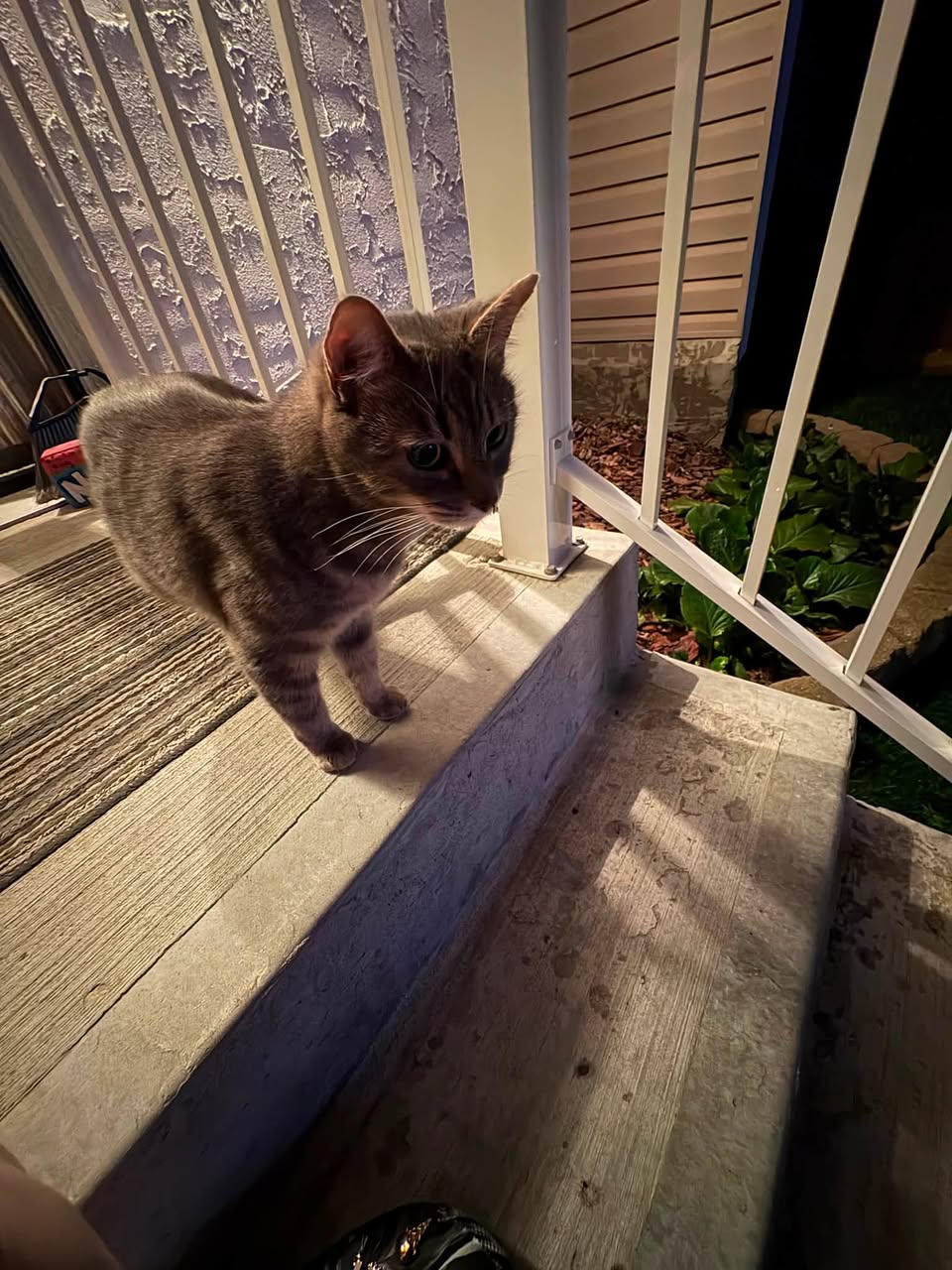 Found cat