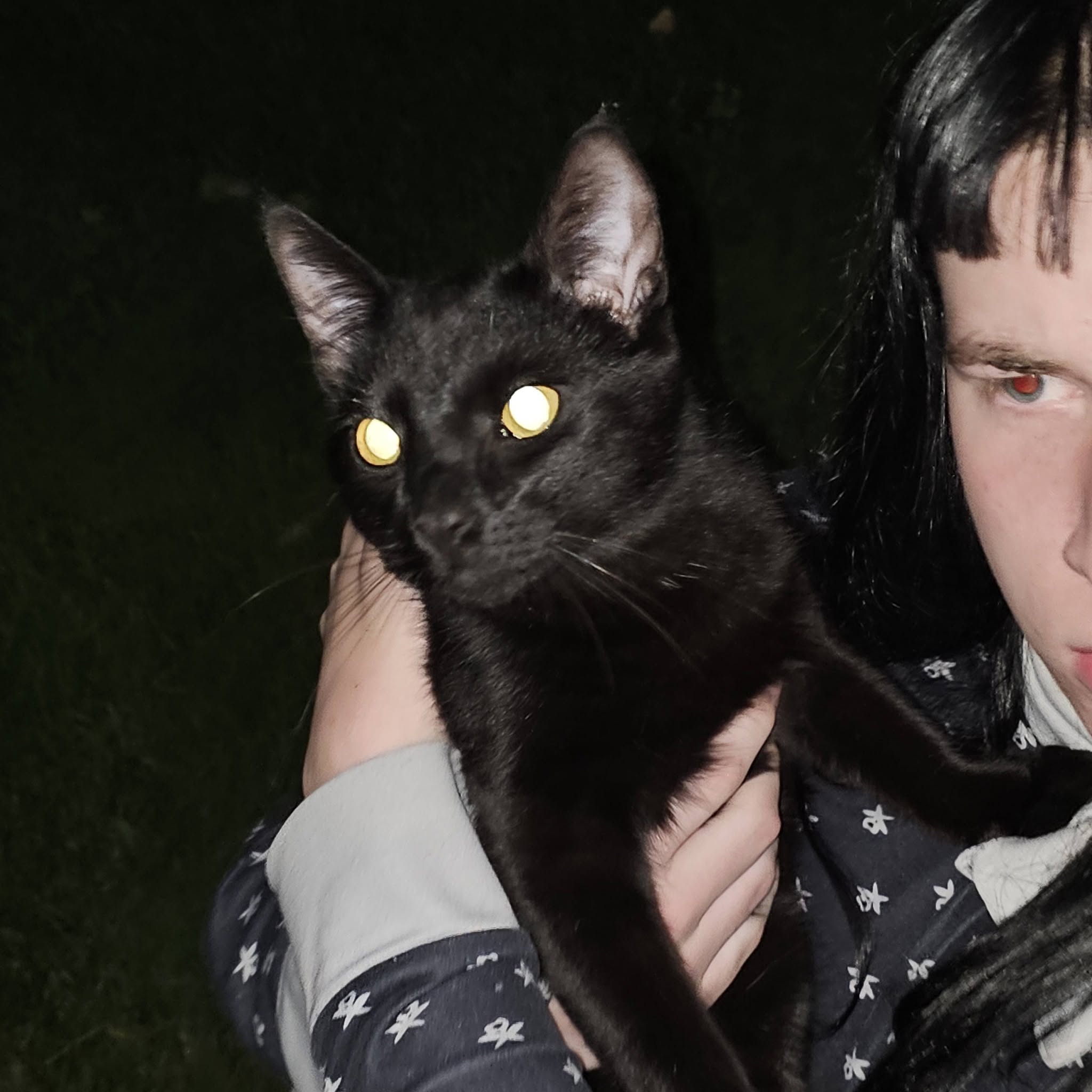 Found cat