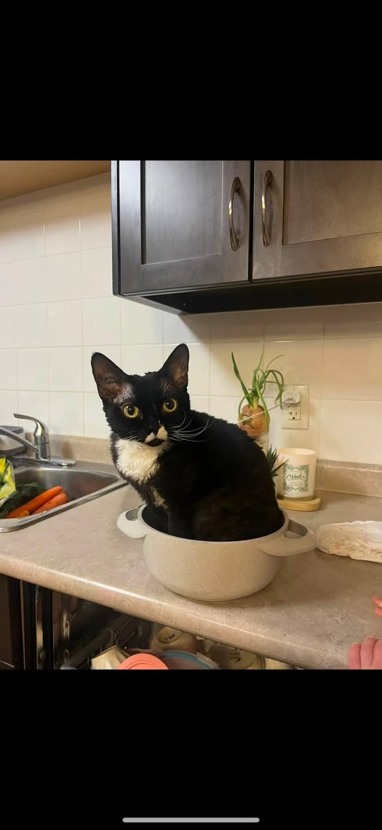 Lost Cat in Edmonton