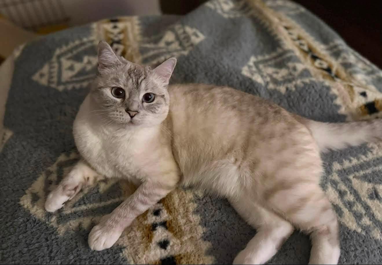 Lost cat