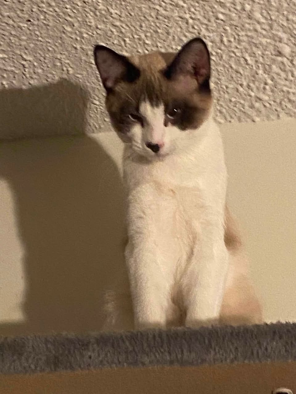 Lost Cat in Hermitage