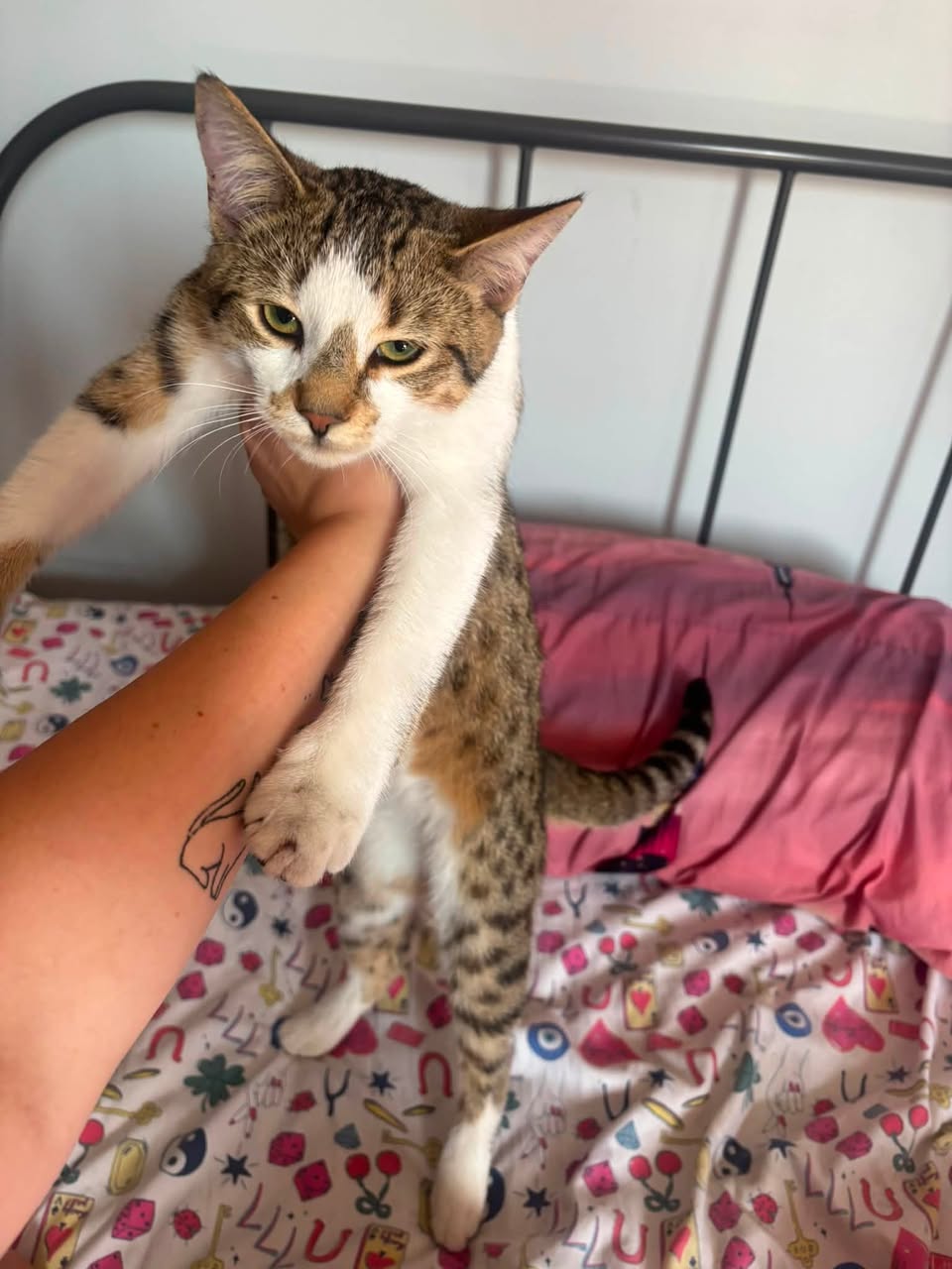 Found cat