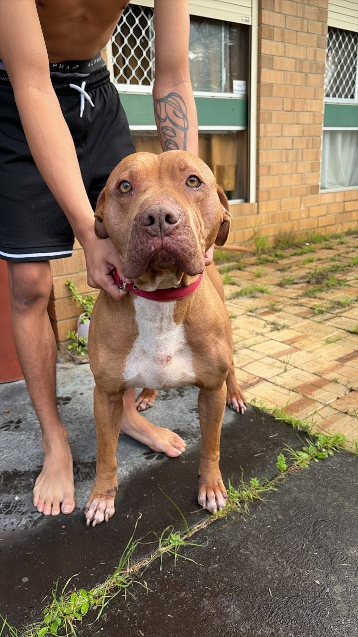 Found dog