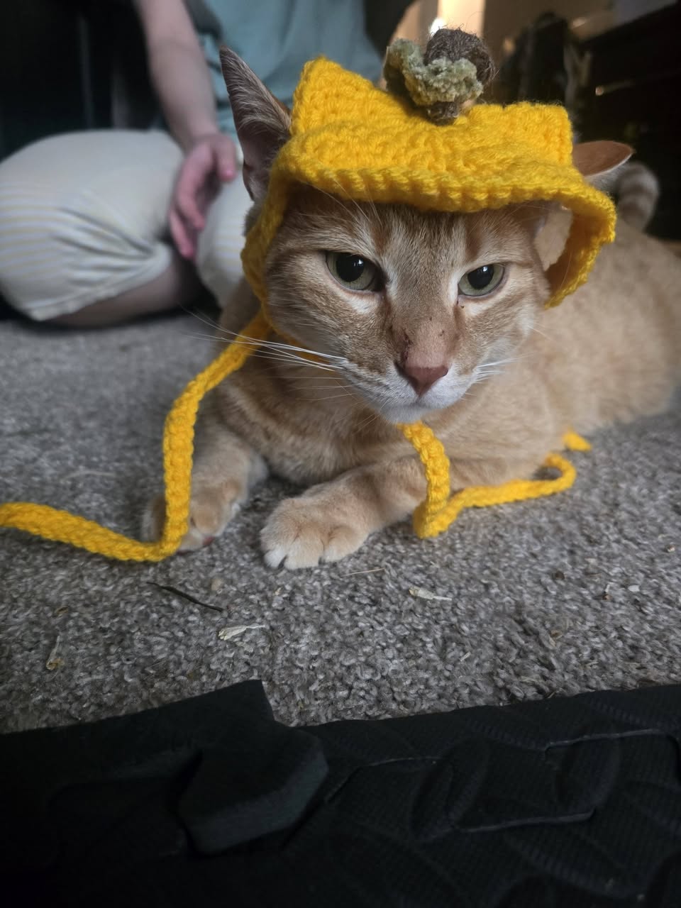 Lost cat