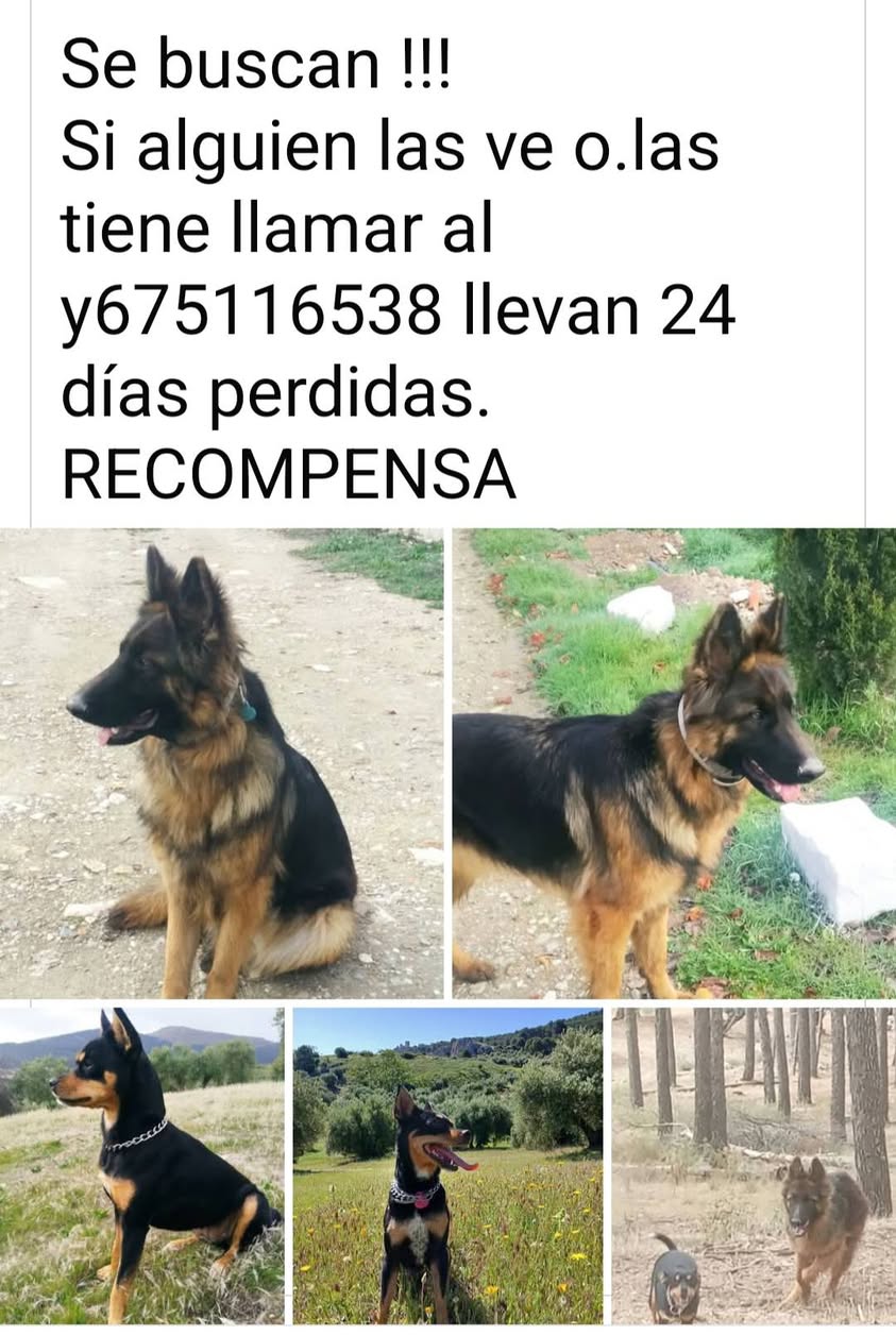 Lost Dog in JaéN
