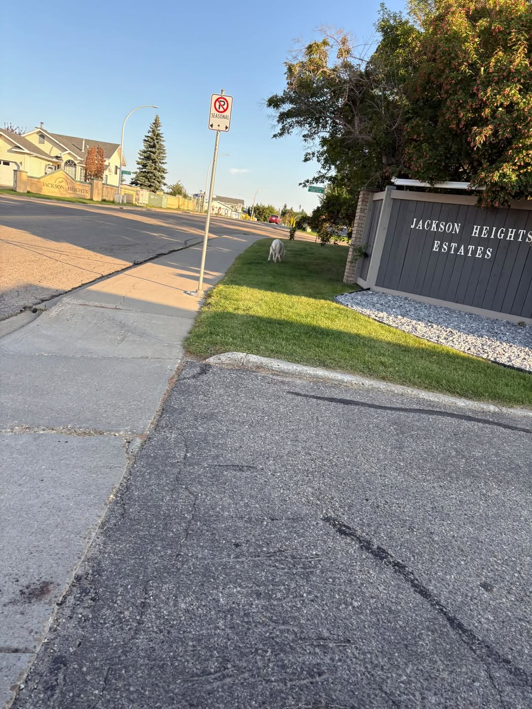 Found dog