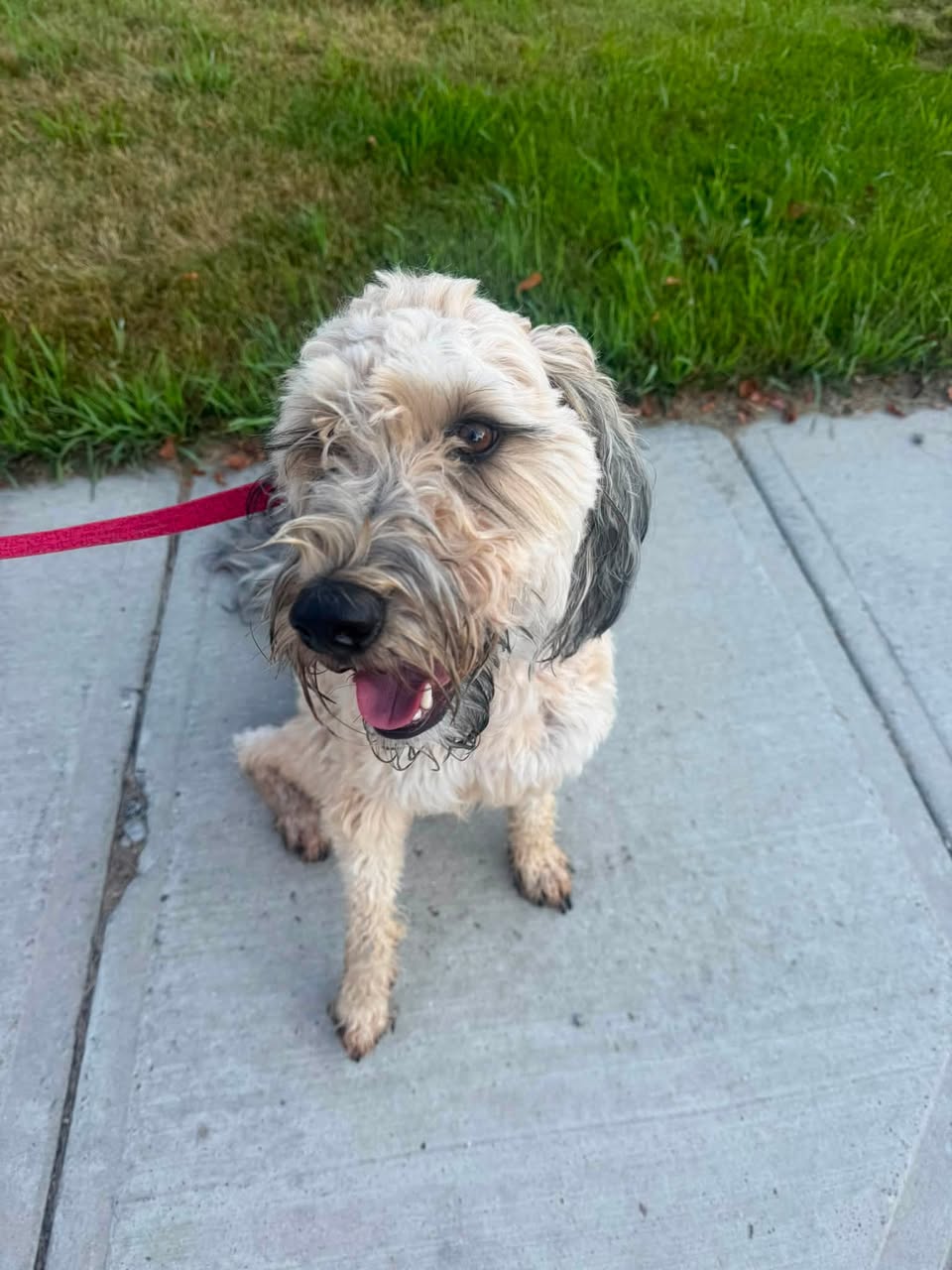 Found dog
